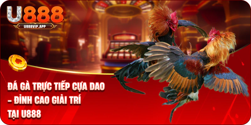 Đá gà trực tiếp cựa dao kịch tính, gay cấn